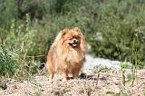 SPITZ ALLEMAND 003